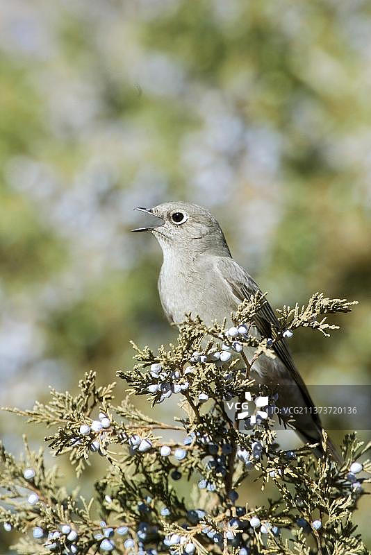 小镇夜鸫（Myadestes townsendi），成年，鸣叫，黄花狸藻，美国图片素材