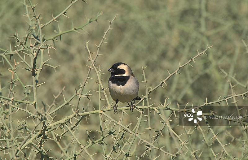 蓑羽麻雀，雀鸟，动物，鸟类，织布鸟，纳米比亚图片素材