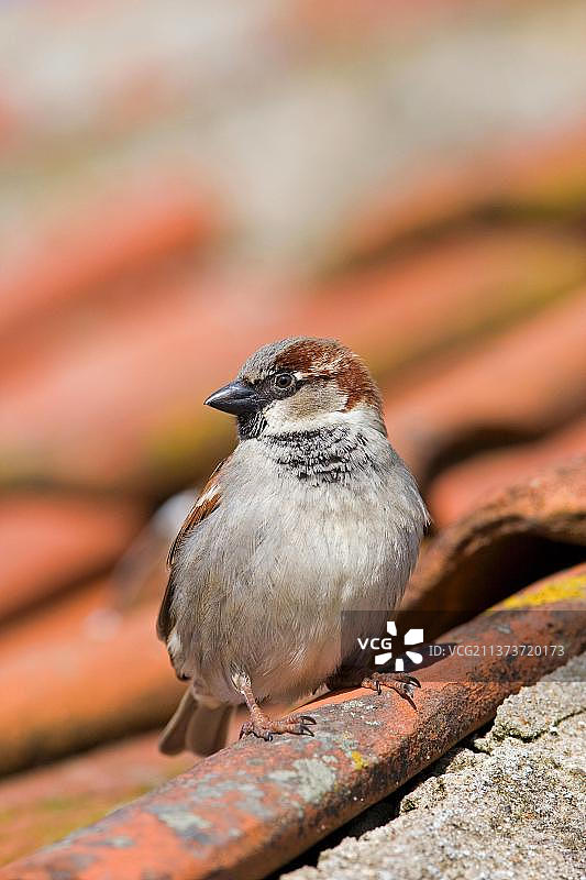 站在瓦片屋顶上的成年雄性家麻雀（英国诺福克）图片素材