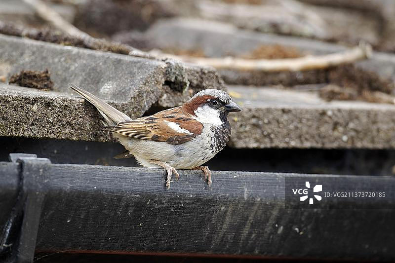 成年雄性家麻雀栖息在瓦片屋顶的水槽上，斯塔福德郡，英国，欧洲图片素材