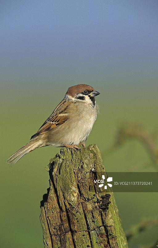 Eurasian Tree Sparrow 成鸟，栖息在英国约克郡的篱笆柱上图片素材