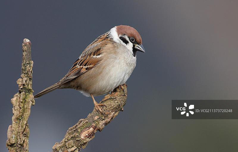 欧亚树麻雀，栖息在树篱的树枝上，莱斯特郡，英国，欧洲图片素材
