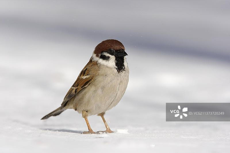 欧亚麻雀（Passer montanus）冬季站立在雪地，日本北海道图片素材