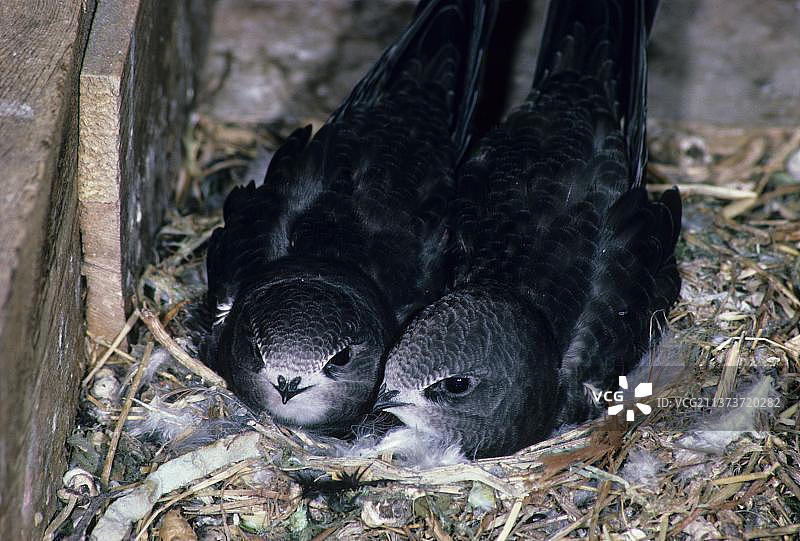 普通雨燕（Apus apus），两只幼鸟在巢中，英国苏塞克斯图片素材