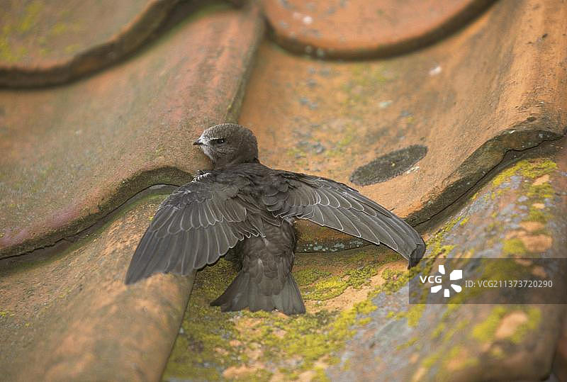 普通雨燕图片素材