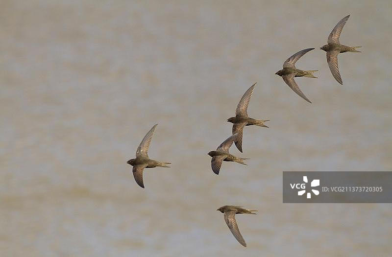 在西班牙水面上尖叫飞行的普通雨燕群图片素材