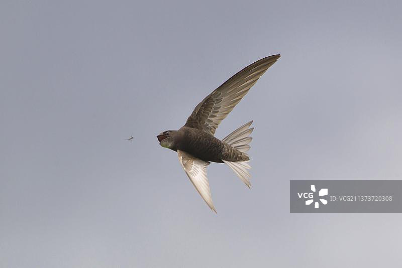 正在飞行的普通雨燕图片素材