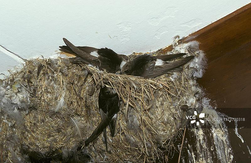 小白腰雨燕图片素材