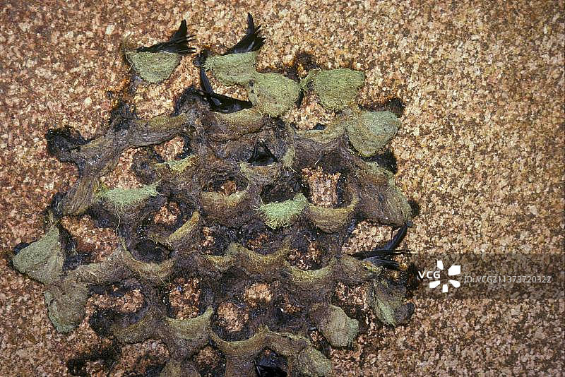 栖息在巢穴中的爪哇金丝燕群，塞舌尔拉迪格岛，非洲图片素材