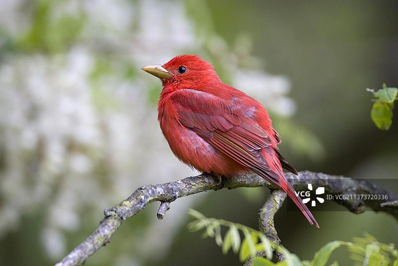 栖息在皂荚上的红雀图片素材