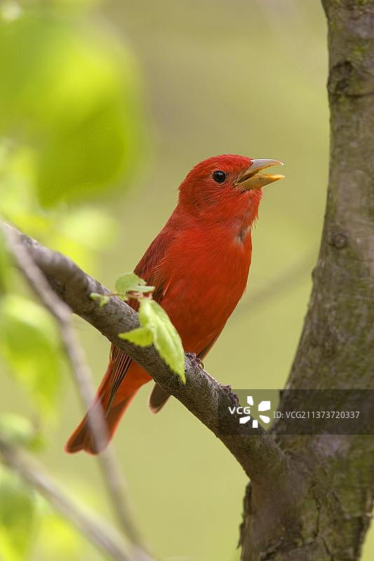 红唐纳雀（Piranga rubra），成年雄性，鸣唱图片素材