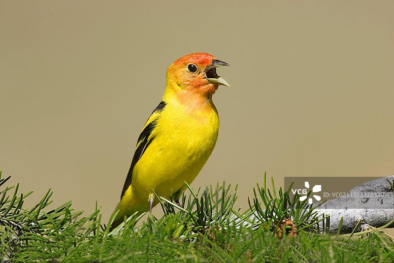 西部红雀（Piranga ludoviciana），成年雄性在黄花狸藻中鸣叫，美国图片素材