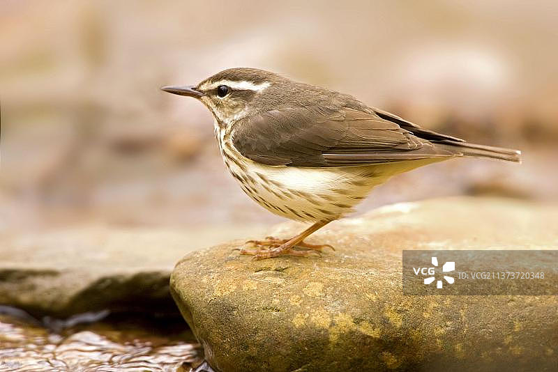 路易斯安那州水鸫（Seiurus motacilla）成年，站在狸藻（U.）旁边的岩石上，美国图片素材