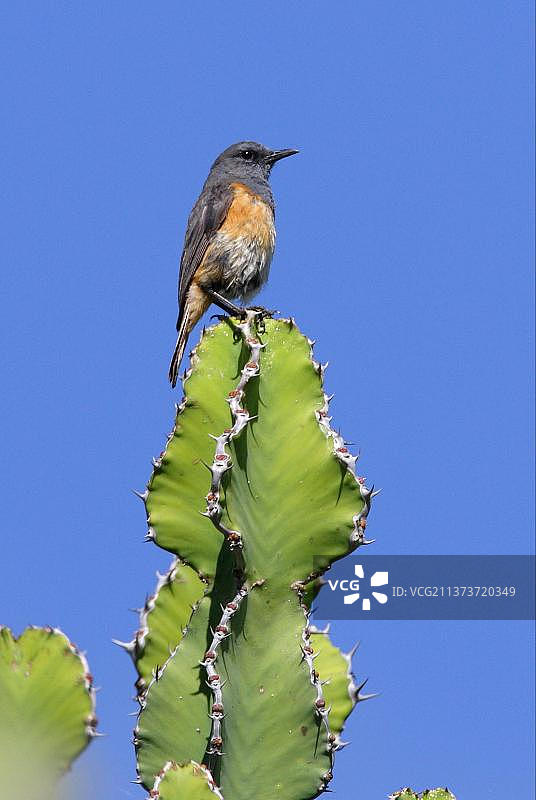 峡谷鸣禽：栖息在多汁植物上的小岩鸫图片素材