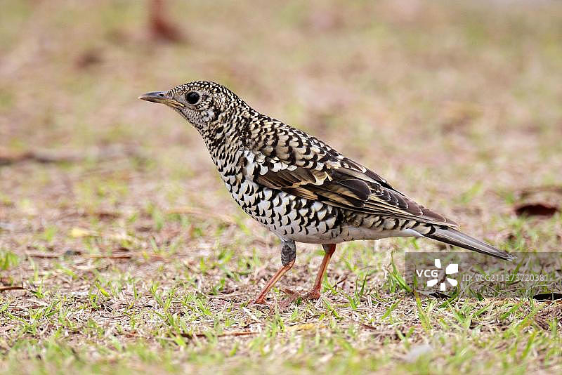 鳞腹地鸫（Zoothera dauma）成年，冬季候鸟，站立在地上，中国香港，亚洲图片素材