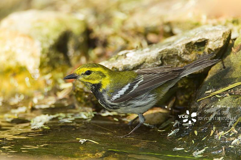 美国德克萨斯州南帕德里岛，正在饮水的黑喉绿莺成年雌鸟图片素材