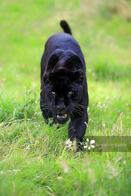美洲豹（Panthera onca），黑豹，南美洲图片素材