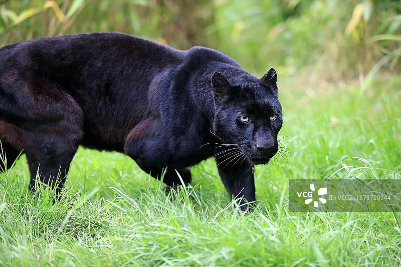 非洲黑豹图片素材