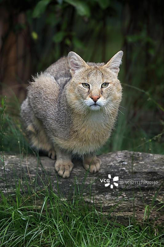 丛林猫图片素材