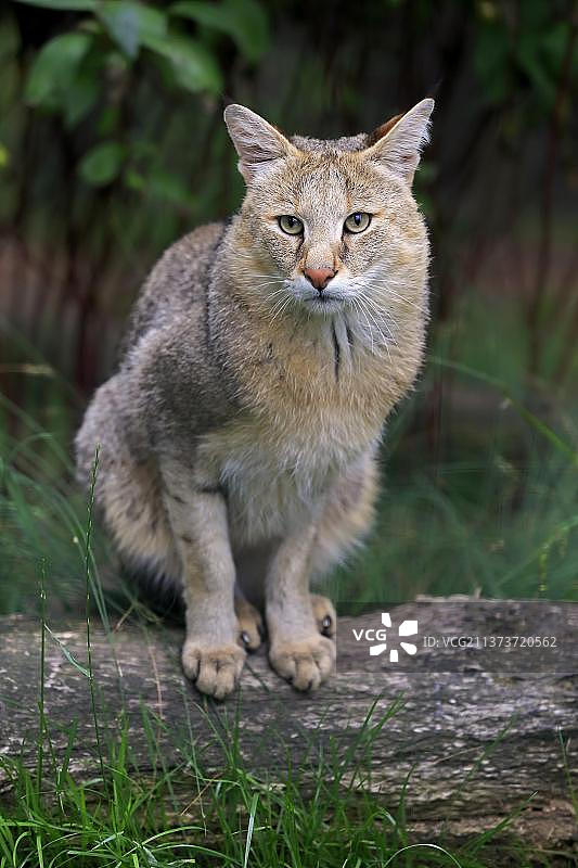丛林猫图片素材