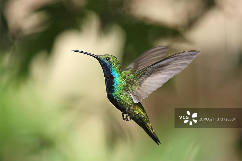 黑胸芒果蜂鸟，阿根廷米西奥内斯伊瓜苏港图片素材