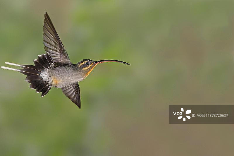 绿隐蜂鸟，飞行中的雌性绿隐蜂鸟，哥斯达黎加，中美洲图片素材