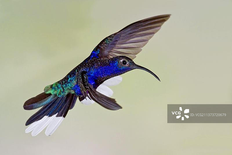 紫罗兰军刀翅蜂鸟，飞行，哥斯达黎加，中美洲图片素材