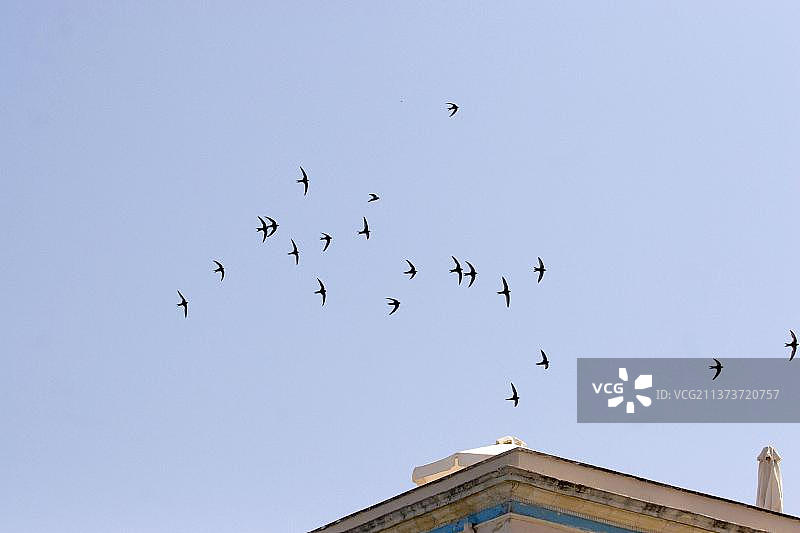 屋顶上的雨燕群图片素材