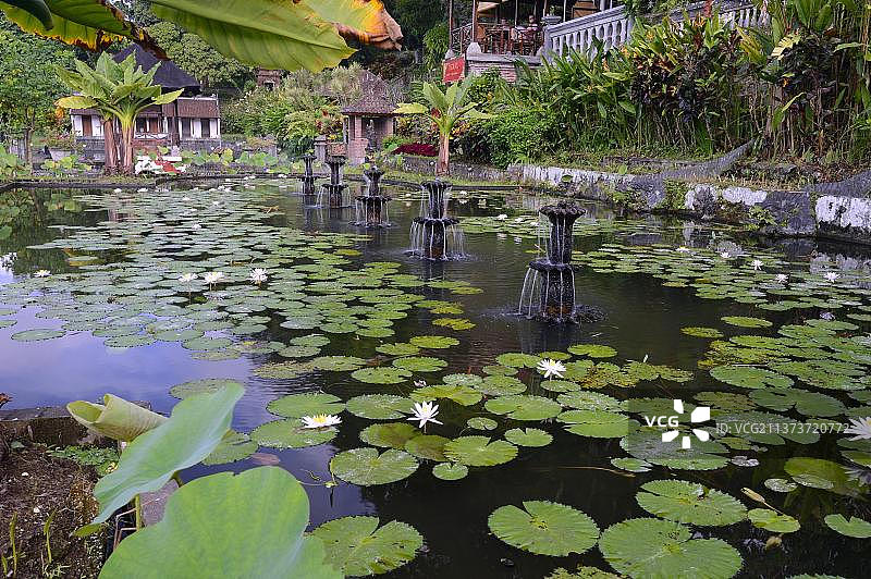 印度尼西亚巴厘岛提尔塔冈加水寺的荷花池塘图片素材