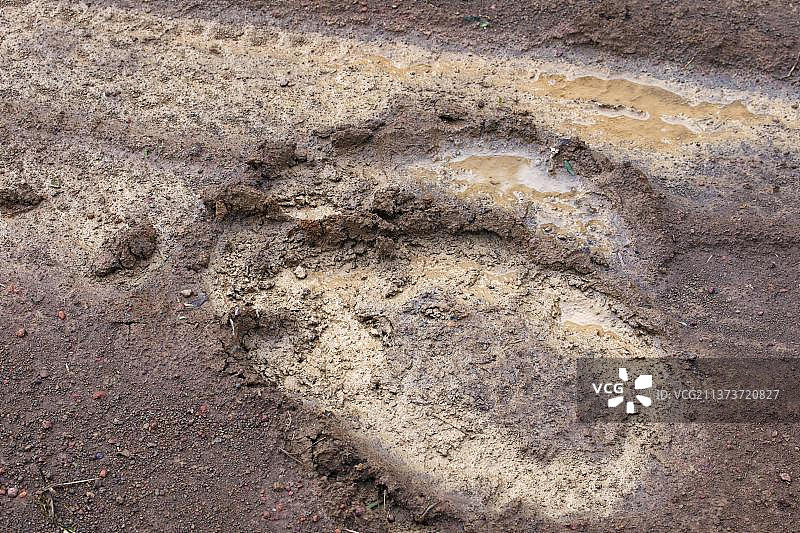 动物脚印，亚洲象足迹图片素材
