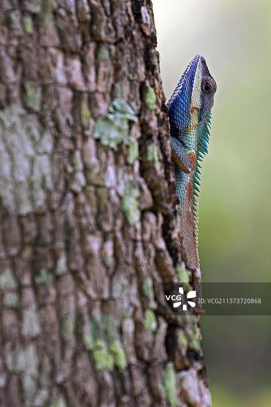 东方园林蜥蜴（变色树蜥），美丽的印度蜥蜴，泰国考艾国家公园，亚洲图片素材