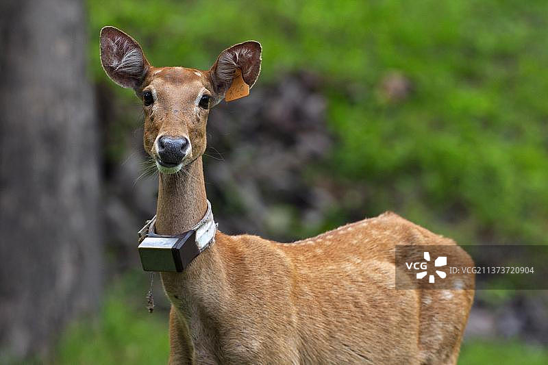 亚洲泰国坡巴荣国家公园的麋鹿图片素材