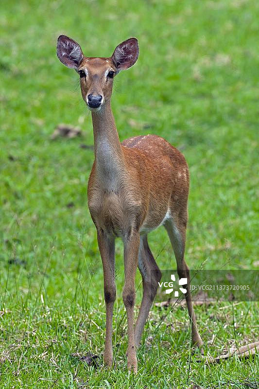 亚洲泰国坡巴荣国家公园的麋鹿图片素材