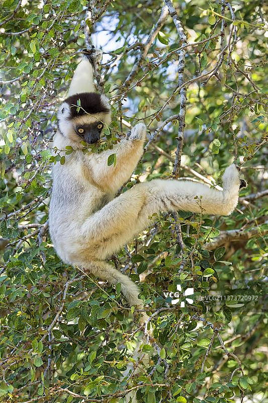 非洲马达加斯加南部冕狐猴图片素材