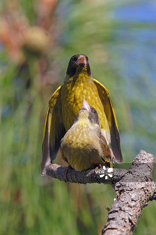 交配的一个成年黑头绿翅雀(Carduelis ambigua)，魏宝山，云南，中国，亚洲图片素材