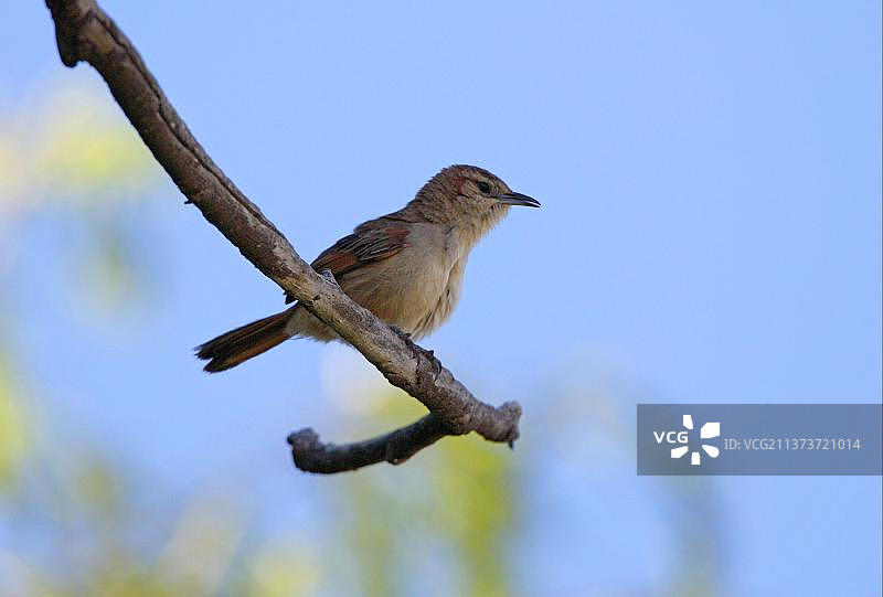 条纹额刺鸟栖息于树枝上，阿根廷胡胡伊省图片素材