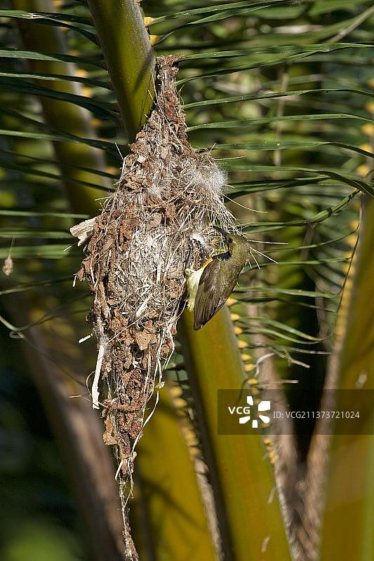 黄腹花蜜鸟图片素材