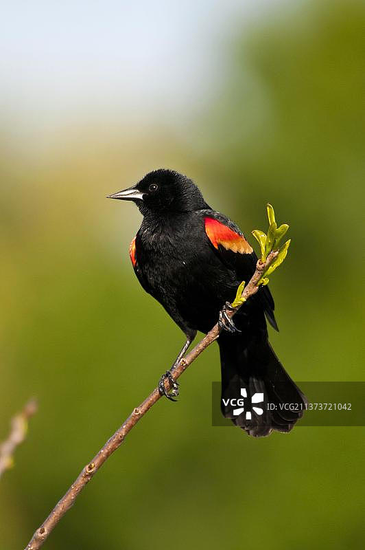 红翅黑鹂（雄性），栖息于树枝上图片素材