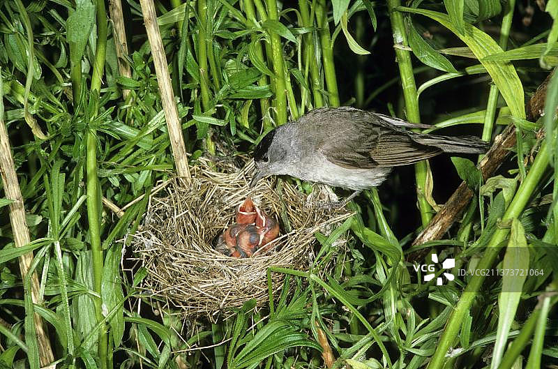 黑顶莺雄鸟喂食幼鸟，英国赫特福德郡图片素材