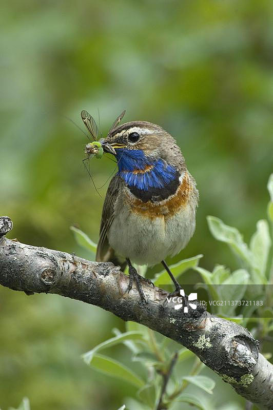蓝喉歌鸲图片素材