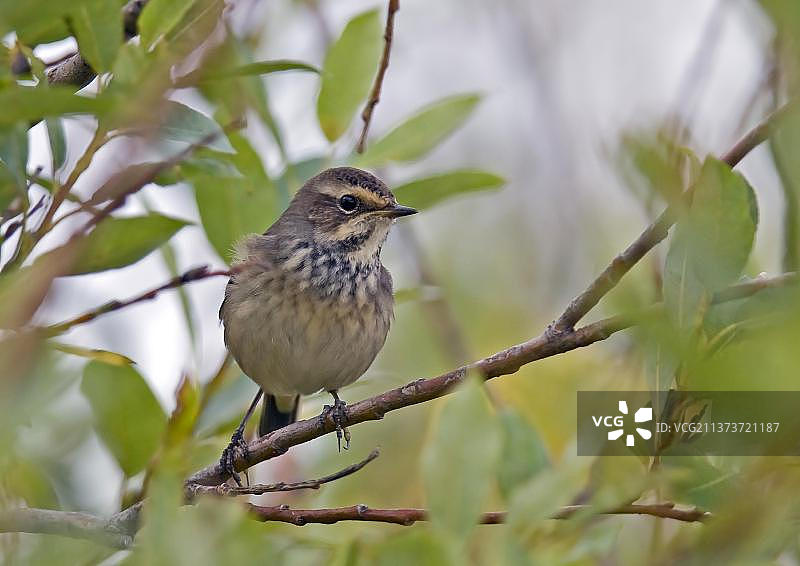 芬兰未成年雌性蓝点颏栖息在树枝上图片素材