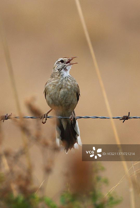 成年的灶鸟在带刺铁丝网上鸣叫，阿根廷布宜诺斯艾利斯省图片素材
