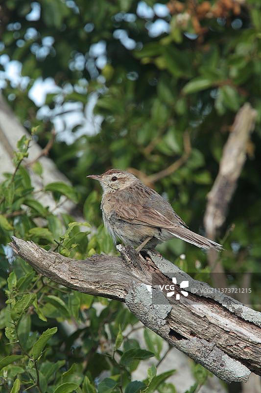 白喉鲣鸟巢穴，栖息在阿根廷布宜诺斯艾利斯省El Palenque的灶鸟图片素材