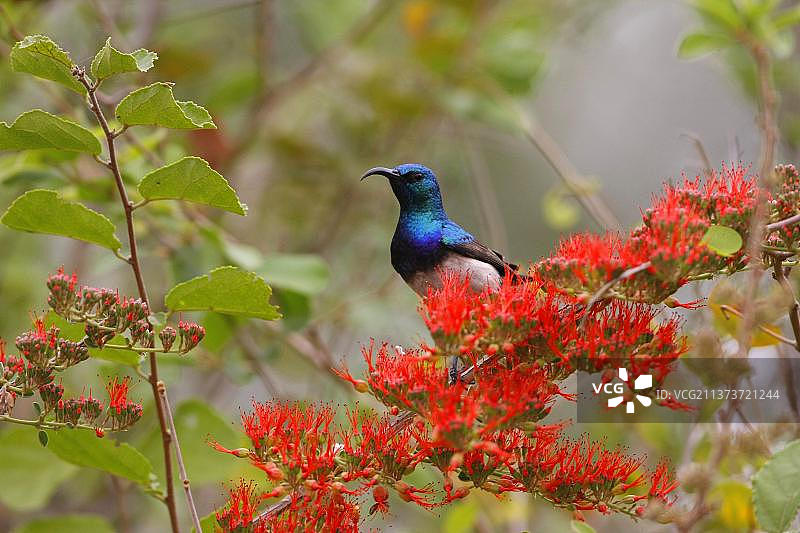 白腹太阳鸟，非洲南部火焰藤上的成年雄性白腹太阳鸟图片素材