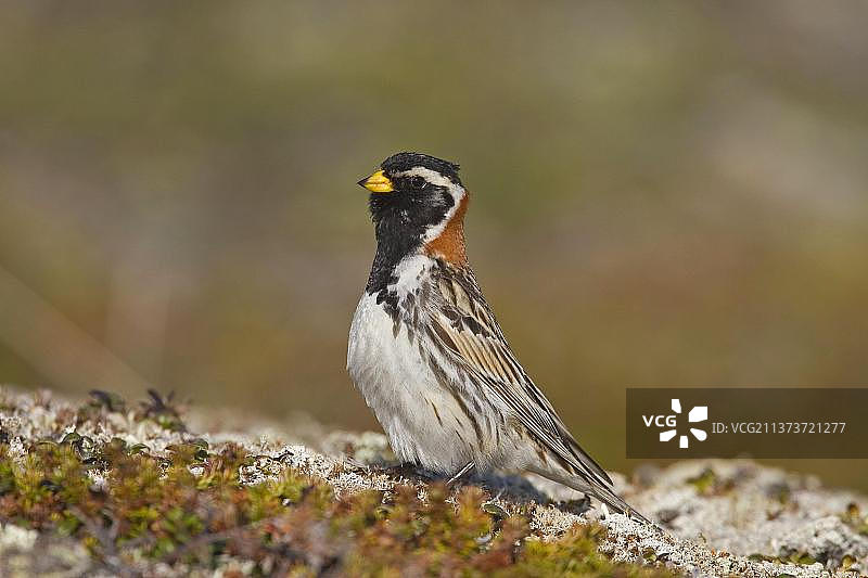 拉普兰land雀（Calcarius lapponicus）成年雄性，站立在地面上，位于挪威芬马克郡瓦朗厄尔峡湾，欧洲图片素材