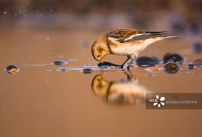 雪鹀成鸟冬季羽毛在潮汐泻湖中的倒影，英国诺福克图片素材