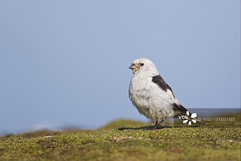 雪鹀成年雄鸟夏季羽毛，站立，斯匹次卑尔根岛，斯瓦尔巴图片素材