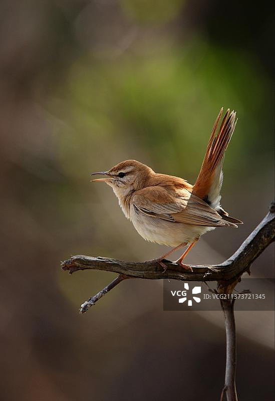 非洲摩洛哥红尾鹊鸲（Cercotrichas galactotes galactotes）成年雄性鸣唱，尾巴翘起图片素材