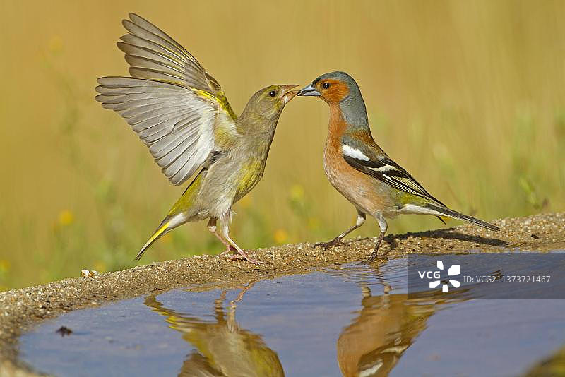 欧洲金翅雀和苍头燕雀在西班牙饮水池边争斗图片素材