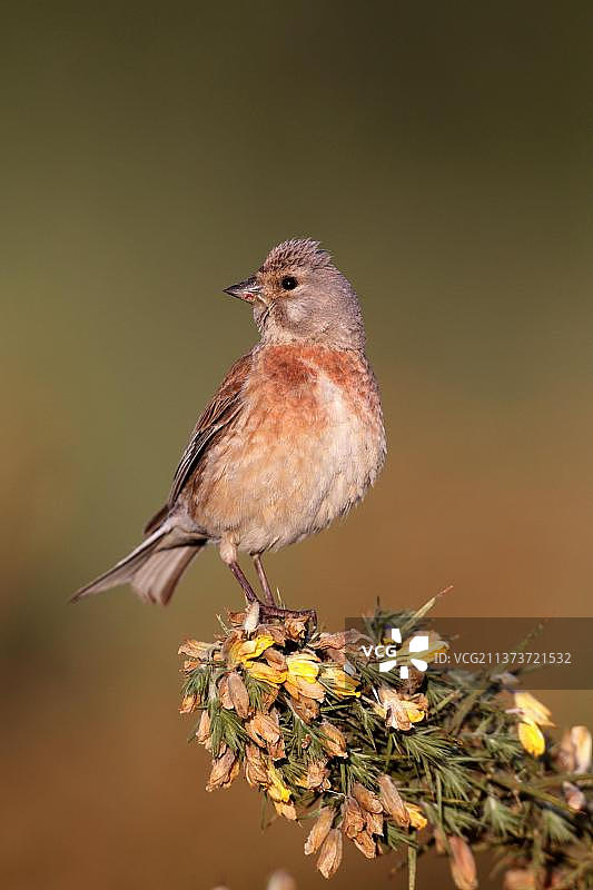 欧亚亚麻雀：栖息在金雀花丛上的成年雄性夏羽亚麻雀图片素材